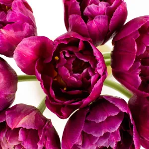 Plum Berry Double Tulips