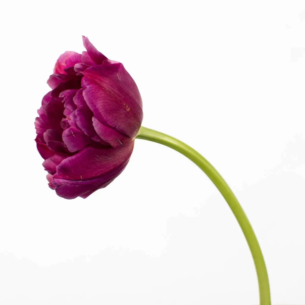 Plum Berry Double Tulips