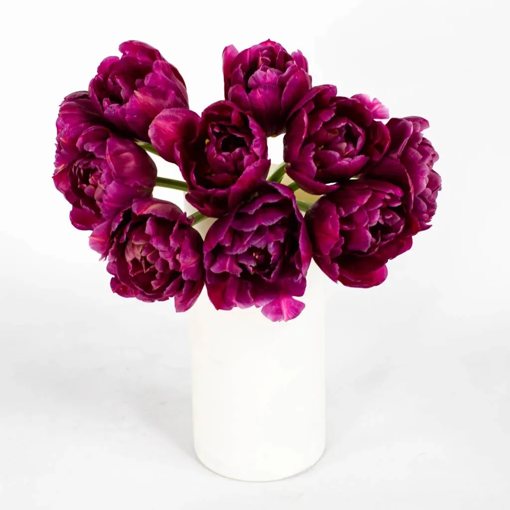 Plum Berry Double Tulips